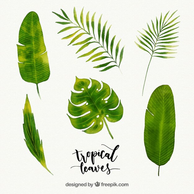 Collection de feuilles tropicales dans un style aquarelle