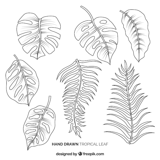 Collection de feuilles tropicales élégant dessinés à la main