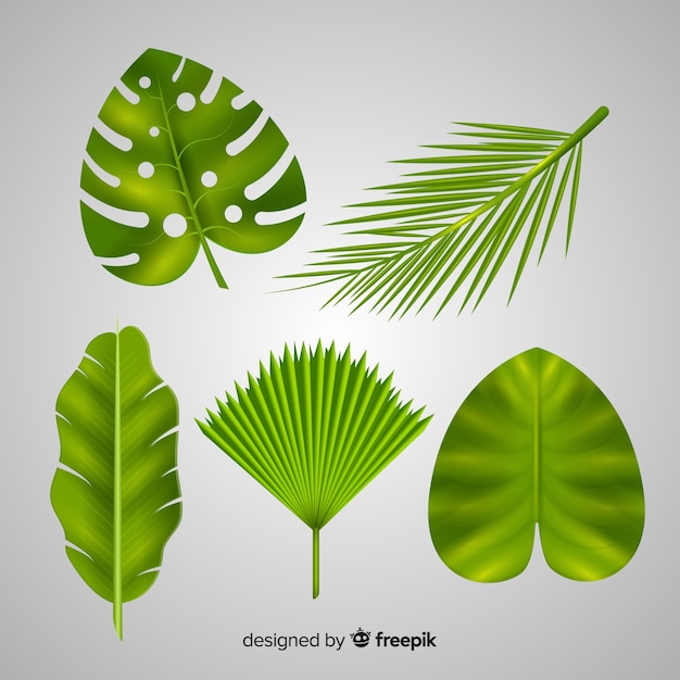 Vecteur gratuit collection de feuilles tropicales réalistes