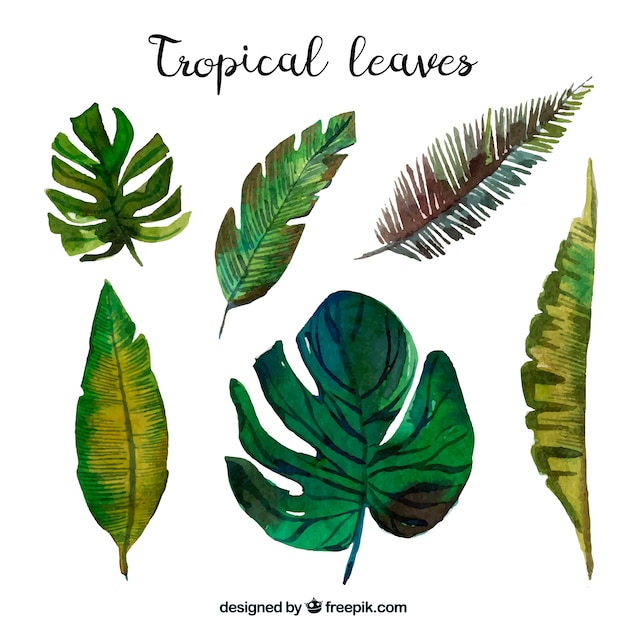 Collection de feuilles tropicales