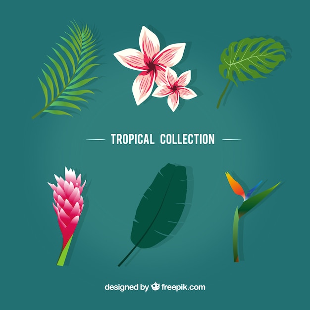 Collection de feuilles tropicales