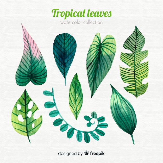 Collection de feuilles tropicales