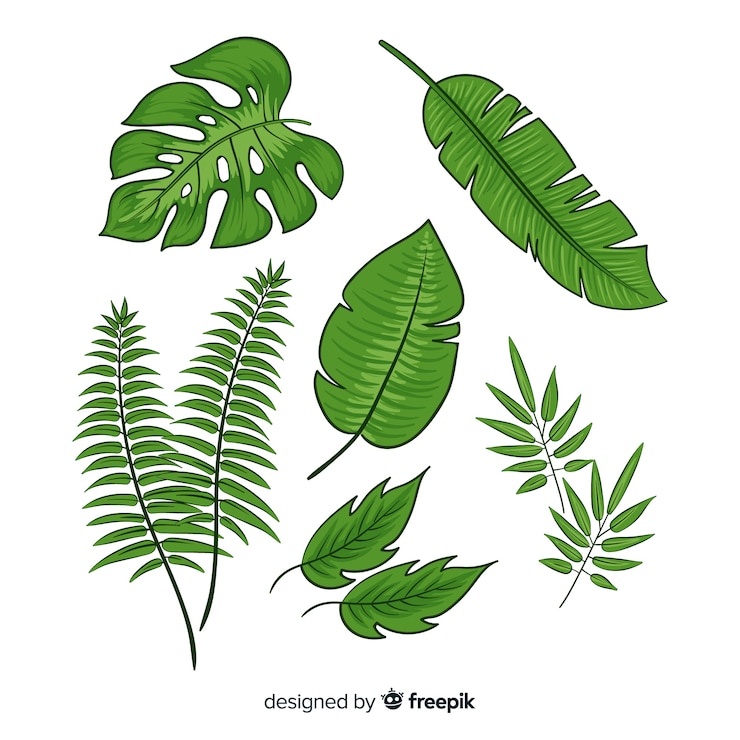Vecteur gratuit collection de feuilles tropicales