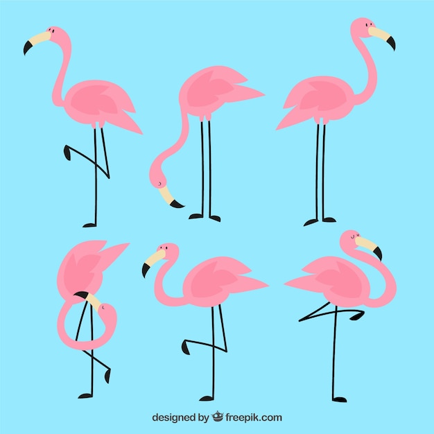 Collection de flamants roses dans différentes poses