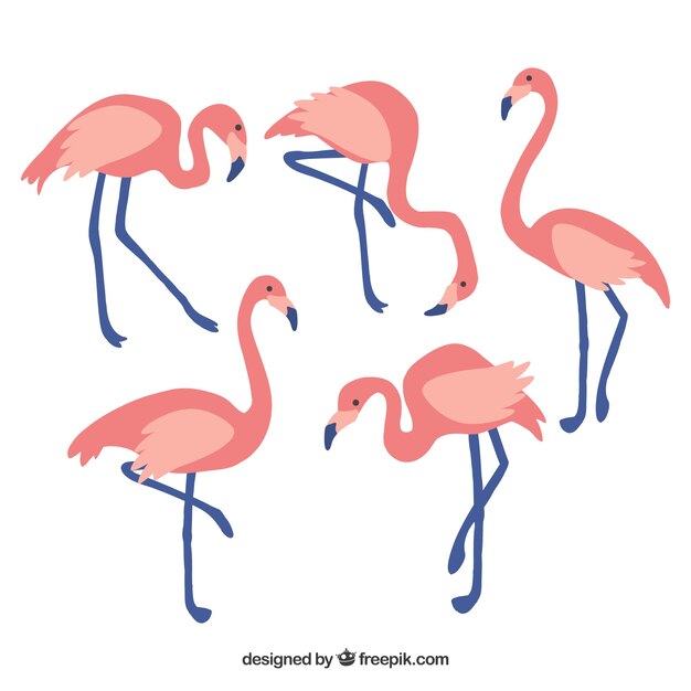 Collection de flamants roses dans différentes poses