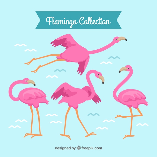 Collection De Flamants Roses Dans Différentes Poses