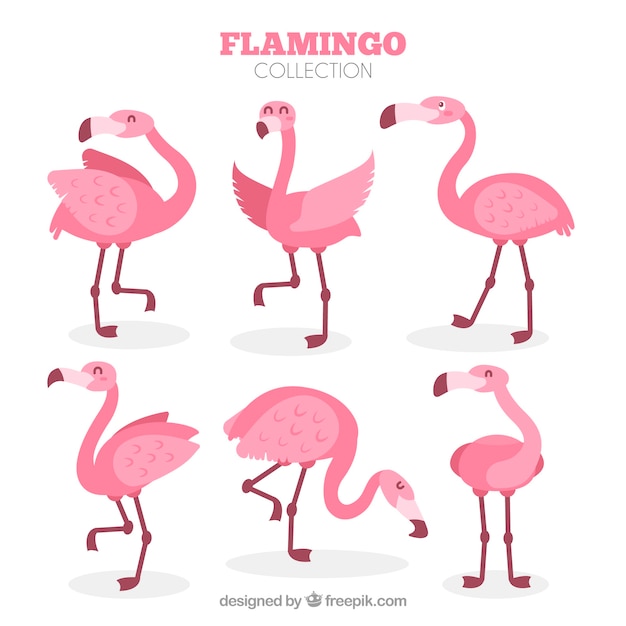Collection de flamants roses dans différentes poses