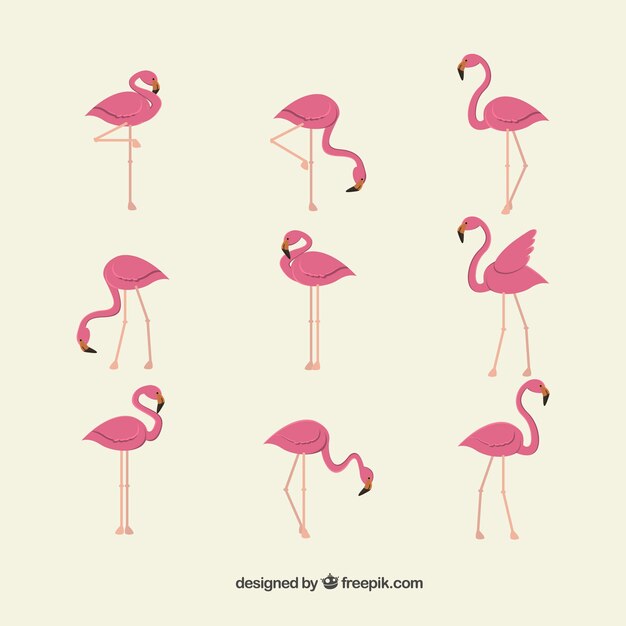 Collection de flamants roses dans différentes poses