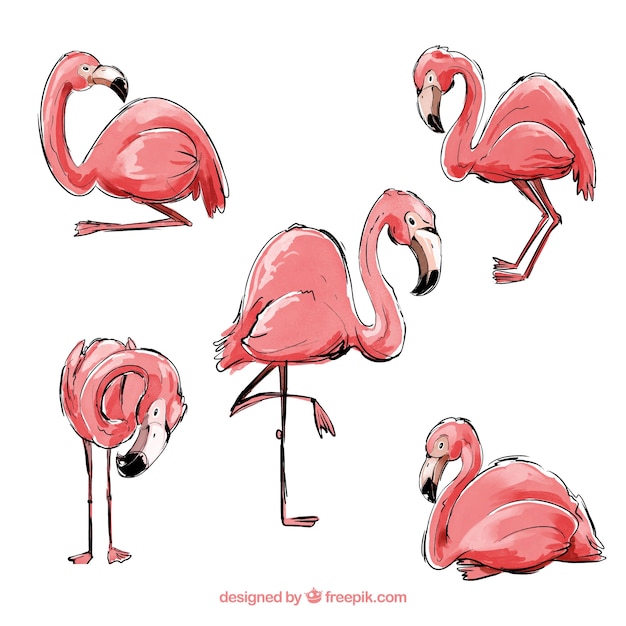 Vecteur gratuit collection de flamants roses avec différentes postures dans un style aquarelle