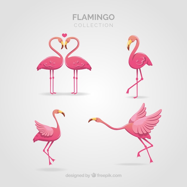 Collection De Flamants Roses Avec Différentes Postures Dans Un Style Plat