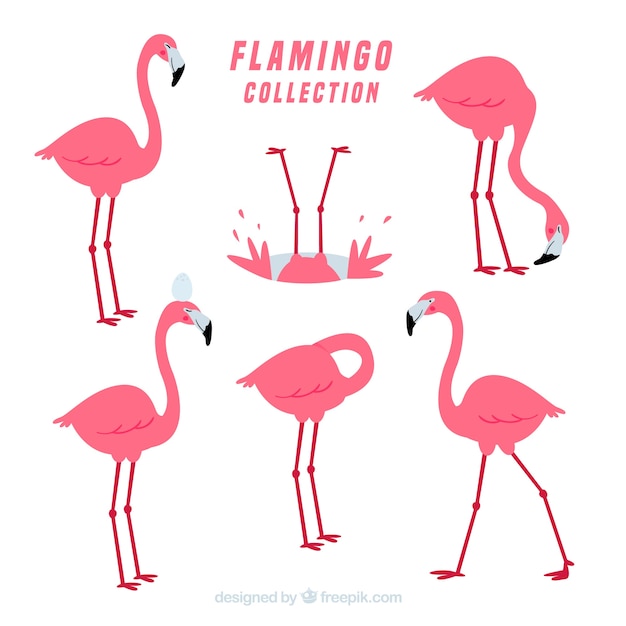 Vecteur gratuit collection de flamants roses avec différentes postures dans un style plat