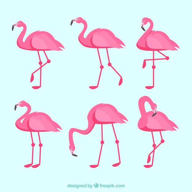 Collection de flamants roses avec différentes postures dans un style plat