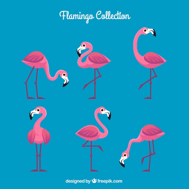 Collection de flamants roses avec différentes postures dans un style plat