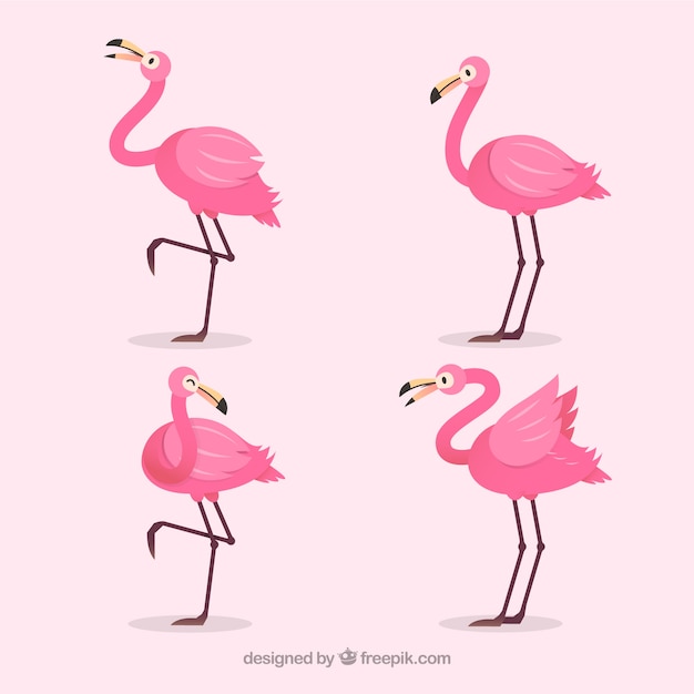 Collection De Flamants Roses Avec Différentes Postures Dans Un Style Plat