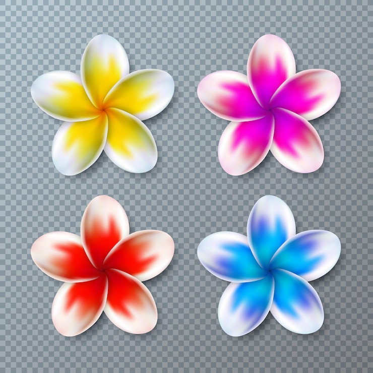 Vecteur gratuit collection de fleurs colorées de plumeria isolée sur transparent