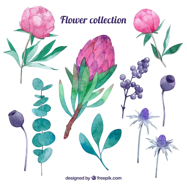 Collection De Fleurs Différentes Dans Un Style Aquarelle