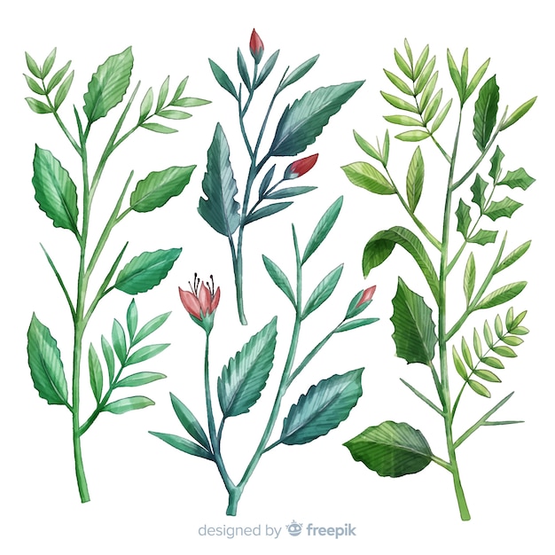 Collection de fleurs et feuilles botaniques