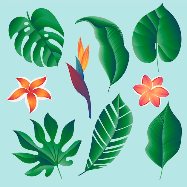 Collection de fleurs et de feuilles tropicales