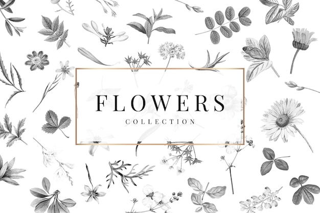 Collection De Fleurs Sur Fond Blanc