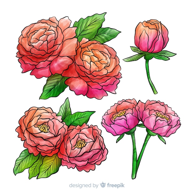 Collection de fleurs de pivoine aquarelle