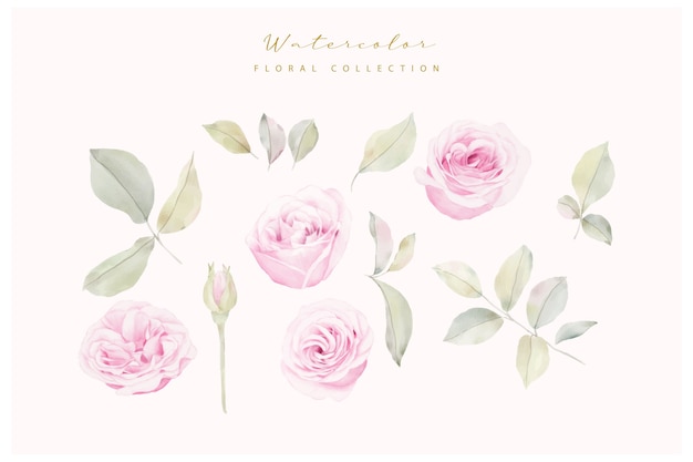 Collection De Fleurs Roses Aquarelle