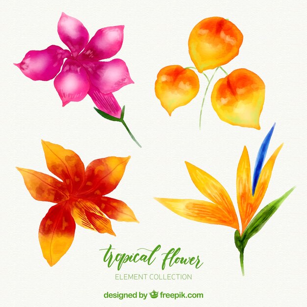 Collection de fleurs tropicales avec aquarelle colorée