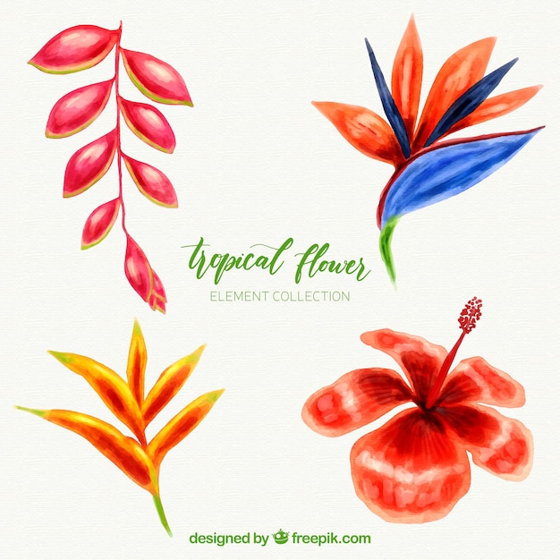 Vecteur gratuit collection de fleurs tropicales avec aquarelle colorée