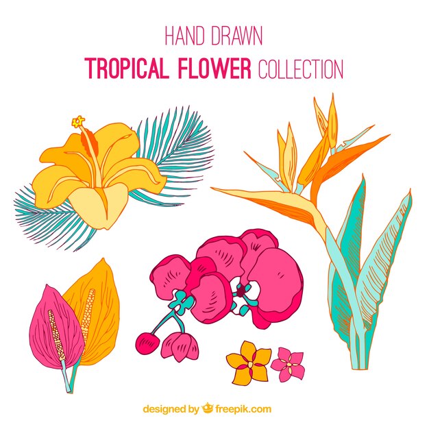 Collection de fleurs tropicales aux couleurs chaudes