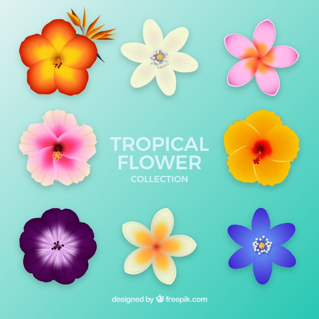 Vecteur gratuit collection de fleurs tropicales colorées dans un style réaliste