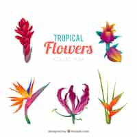 Vecteur gratuit collection de fleurs tropicales dans des couleurs chaudes