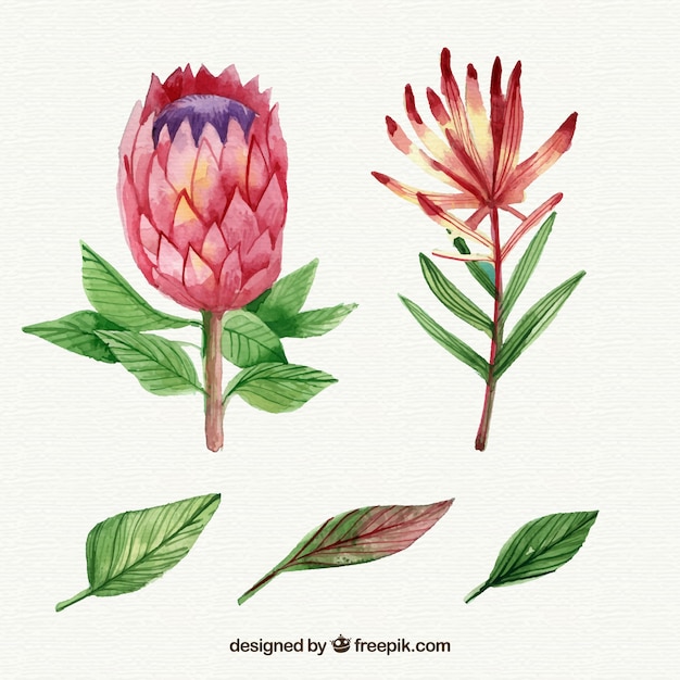 Vecteur gratuit collection de fleurs tropicales dans un style aquarelle