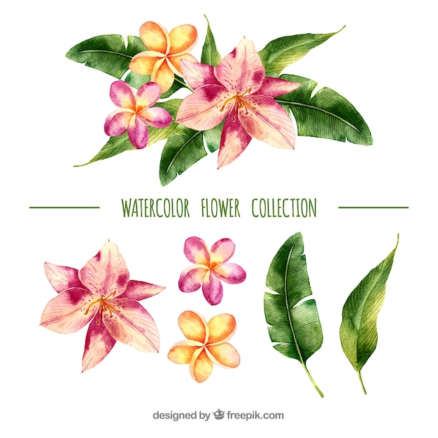 Collection de fleurs tropicales dans un style aquarelle