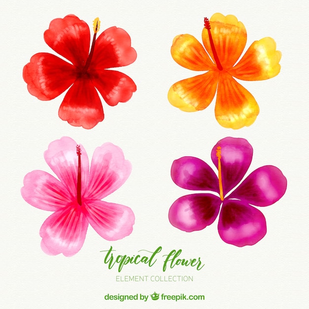 Collection de fleurs tropicales dans un style aquarelle