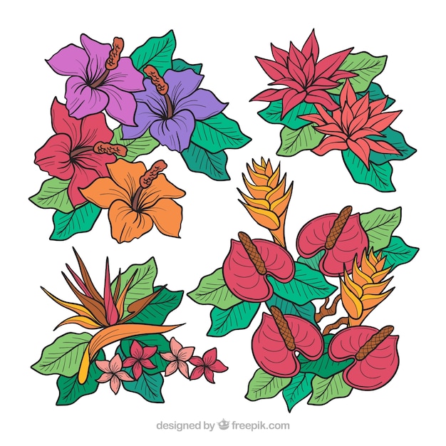 Vecteur gratuit collection de fleurs tropicales dans un style dessiné à la main