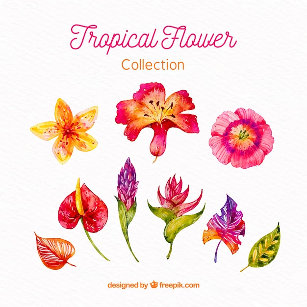 Vecteur gratuit collection de fleurs tropicales