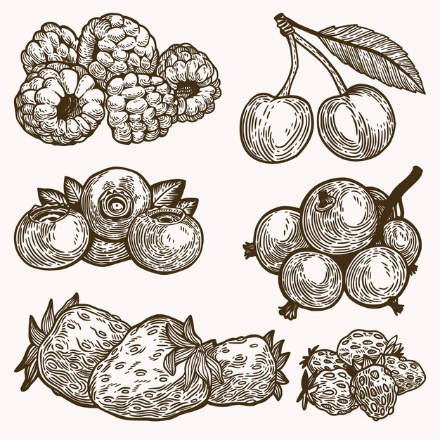 Collection de fruits contour dessiné à la main
