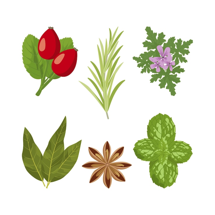 Vecteur gratuit collection d'herbes à l'huile essentielle avec des détails