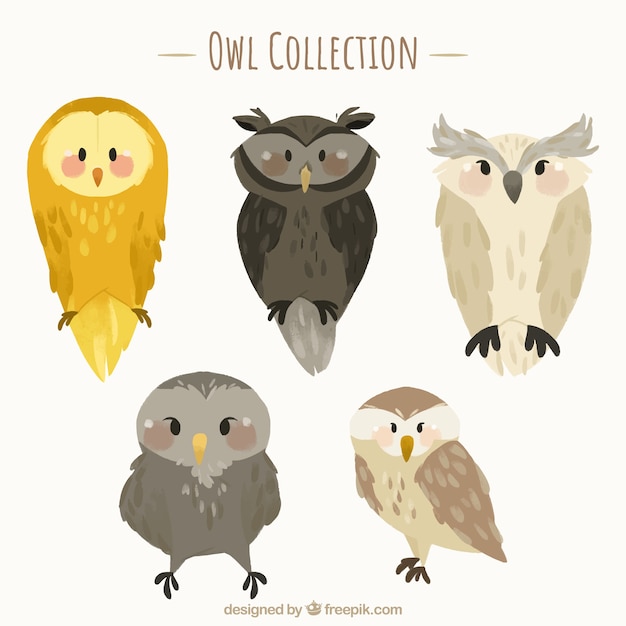 Collection De Hibou Plat