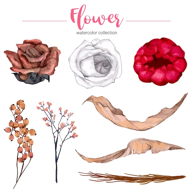 Collection D'illustration Aquarelle Belle Fleur