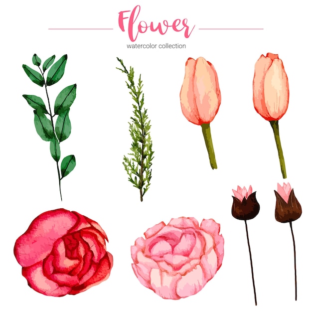 Vecteur gratuit collection d'illustration aquarelle belle fleur