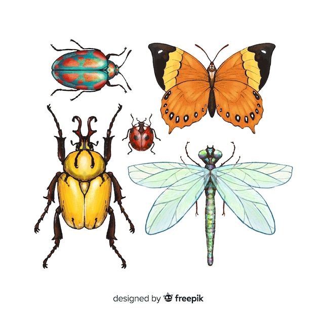 Collection d&#39;insectes colorés dessinés à la main