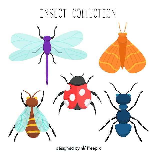 Collection D'insectes Dessinés à La Main