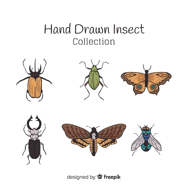 Collection D'insectes Dessinés à La Main