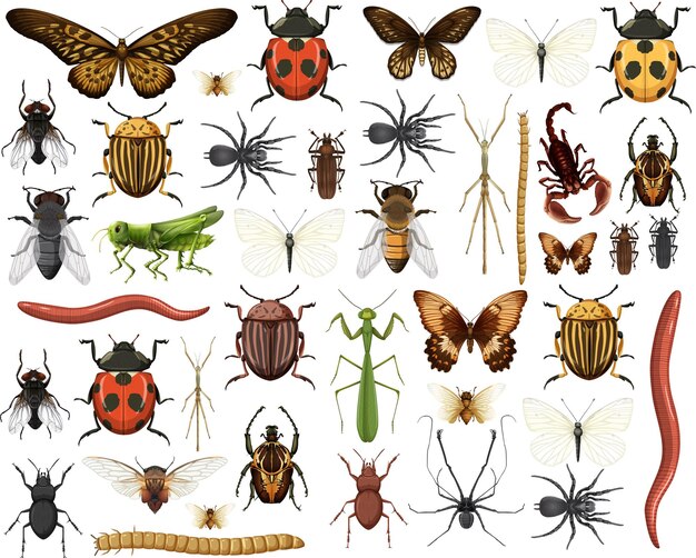 Collection d'insectes différents isolé sur fond blanc
