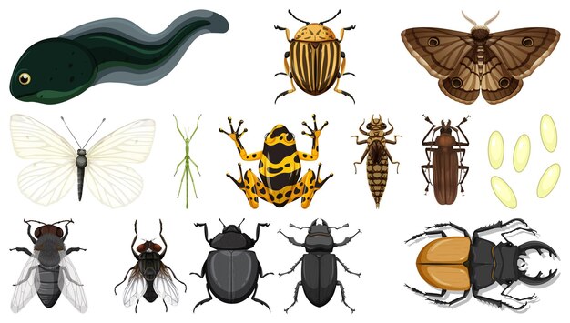 Collection d'insectes différents isolé sur fond blanc