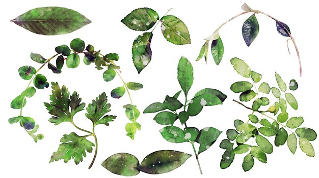 collection isolée d'herbes forestières de plantes florales aquarelle