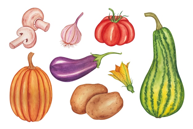 Vecteur gratuit collection de légumes aquarelle dessinés à la main