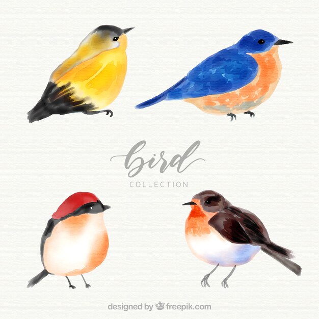 Collection d&#39;oiseaux aquarelle