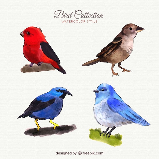 Collection d&#39;oiseaux dans un style aquarelle