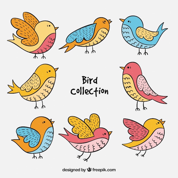 Vecteur gratuit collection d'oiseaux dessinés à la main